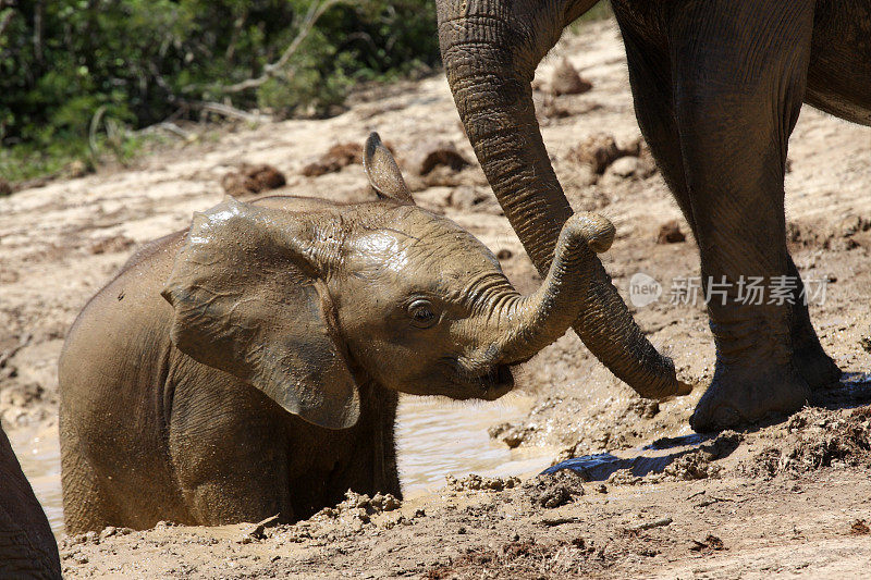 小象在水坑里玩耍