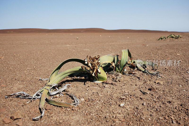 非洲沙漠中的Welwitschia。