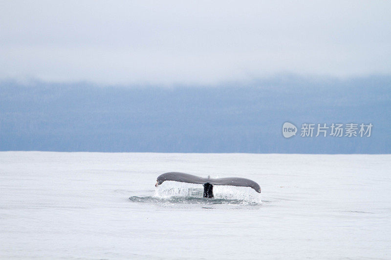 阿拉斯加的鲸鱼尾巴