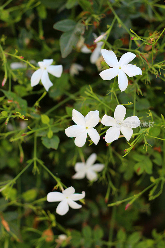 茉莉花