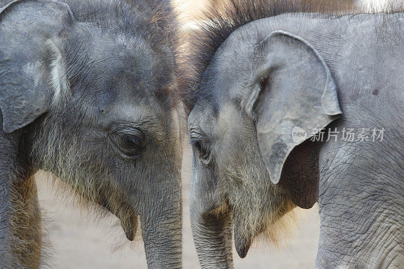 斯里兰卡丛林中的孤儿院小象