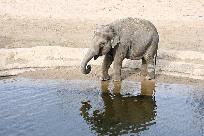 小象在水中饮水