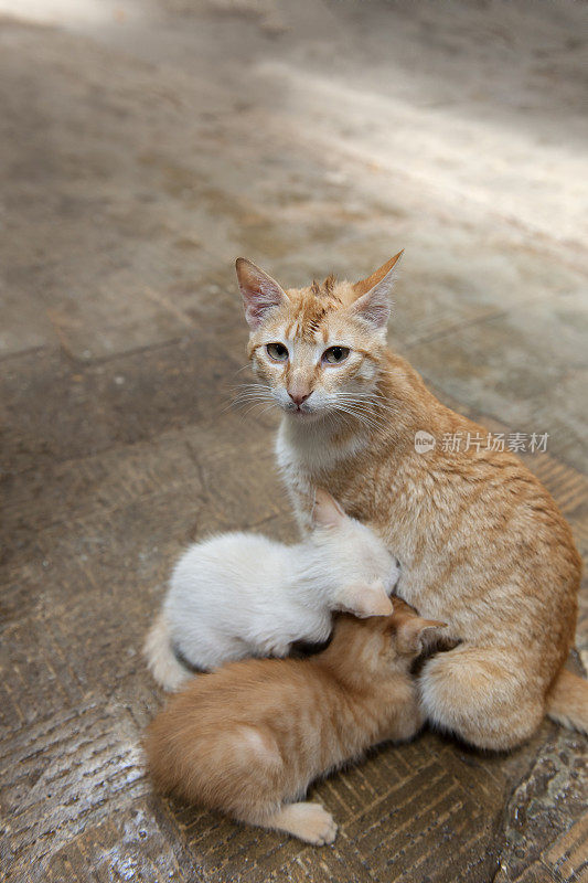 非洲摩洛哥，母猫在喂小猫