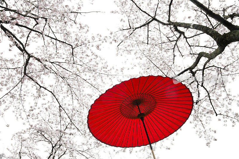 日本红雨伞