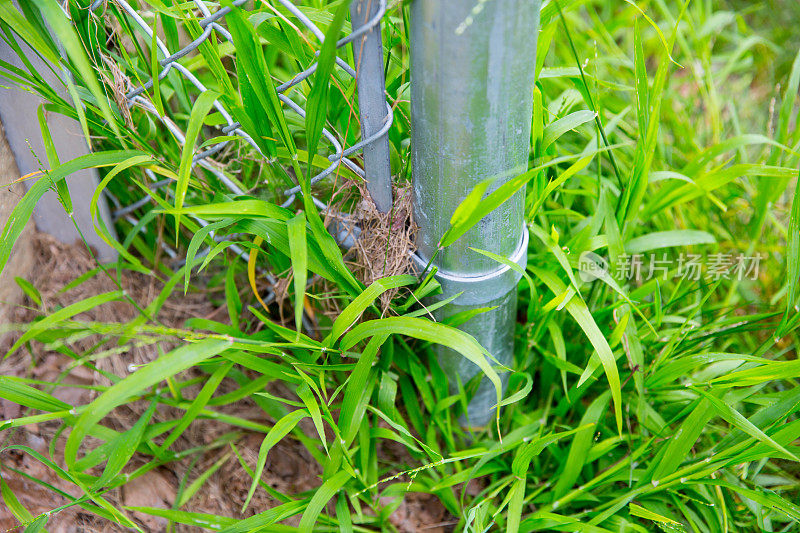 绿草在金属杆周围生长