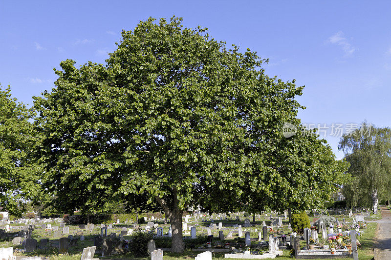 米查姆公墓的土耳其榛树