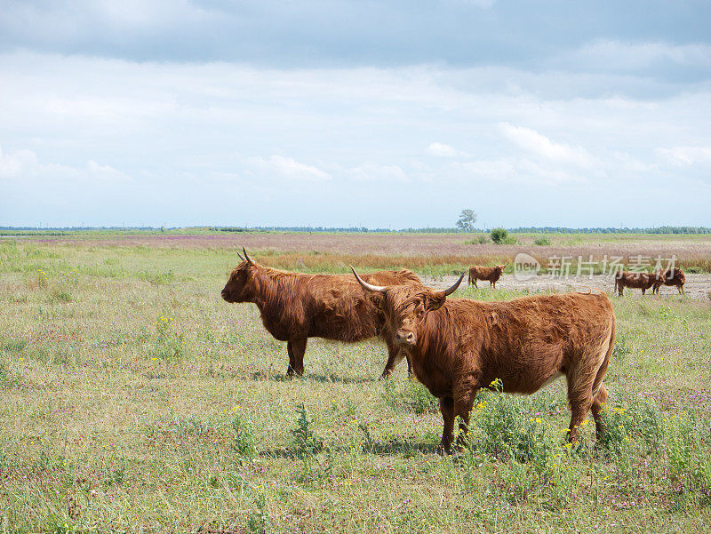 高地牛(苏格兰高地牛)(Tiengemeten，荷兰)