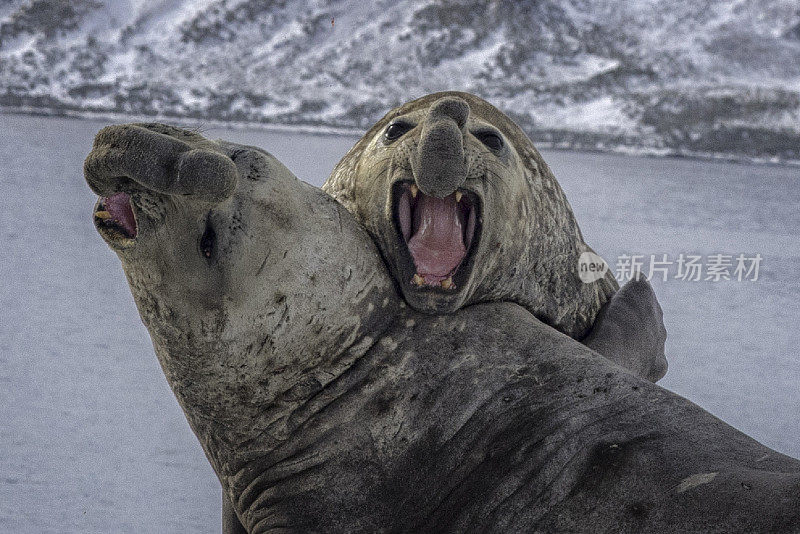 两只雄性南象海豹正在打架