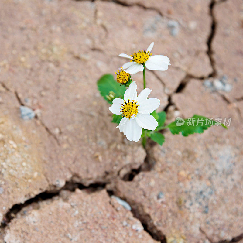 从干裂的土地上生长的雏菊