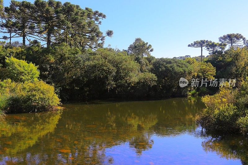 Araucárias和半透明的河流:巴西南部景观-格兰多乡村