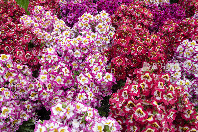 粉红色开花植物特写镜头