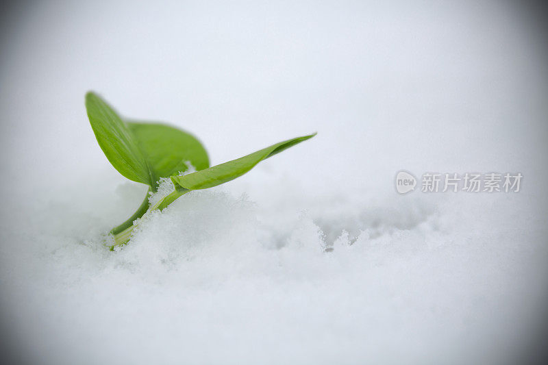 新生命在雪中生长