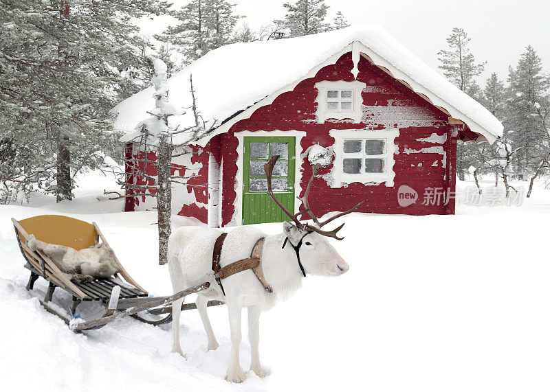 白色的驯鹿拉着雪橇站在白雪中的红房子前