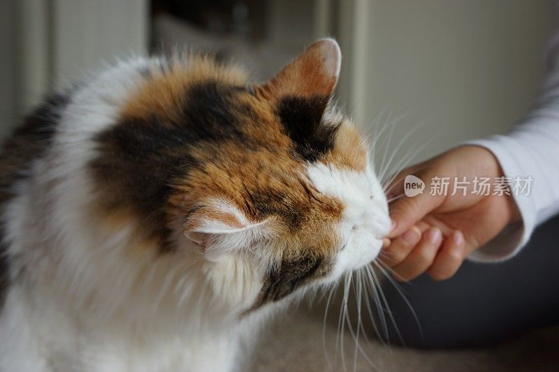 猫吃草