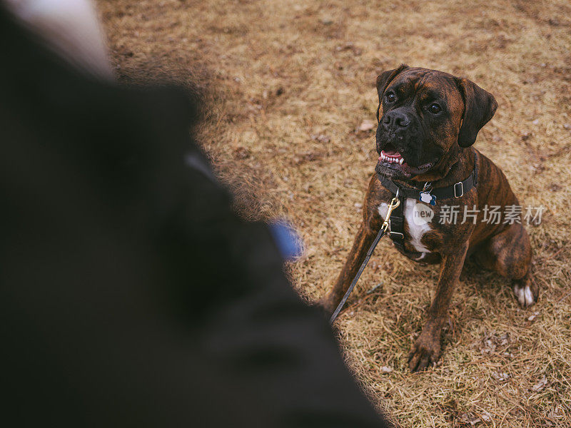 女训犬师与年轻的拳师犬