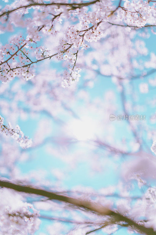 春天的景色-粉红色的梅花在蓝天的背景。滋润柔和的颜色。