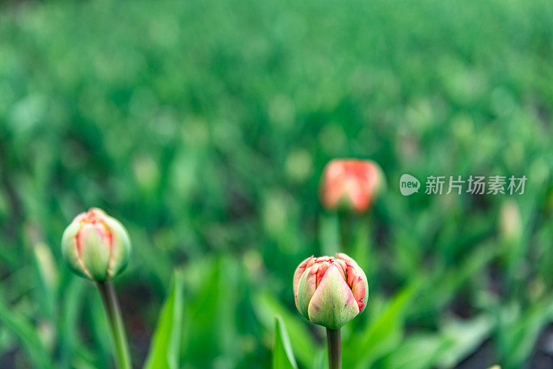 加拿大郁金香节在雅克卡地亚公园，渥太华，加拿大