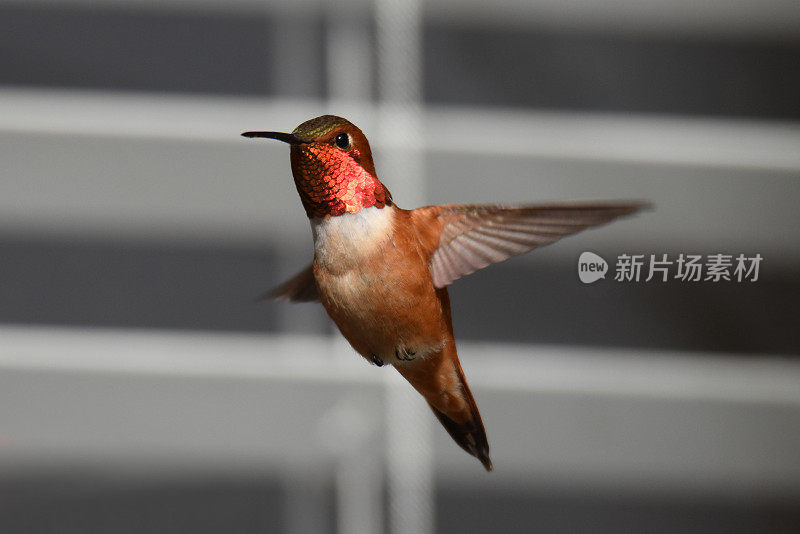 不列颠哥伦比亚省蜂鸟