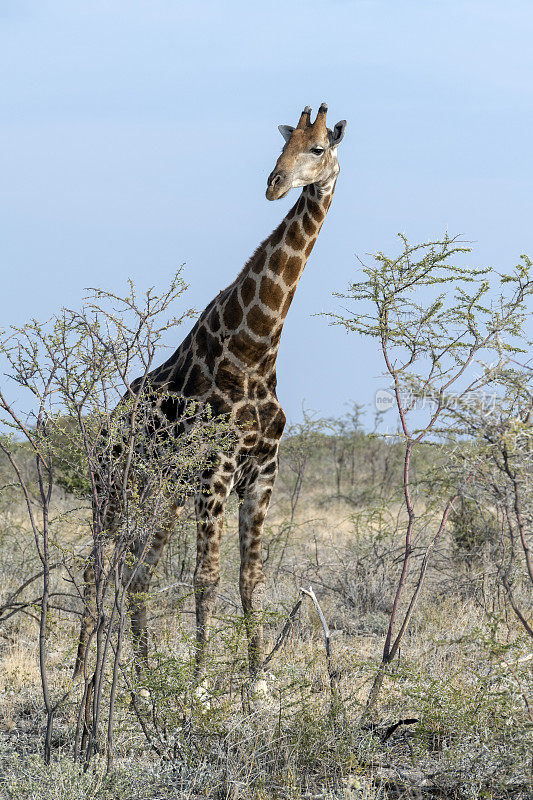 纳米比亚Etosha国家公园，雄性长颈鹿注视着观察者。