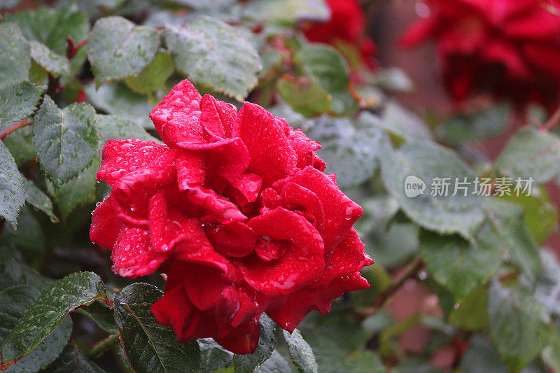 鲜花红玫瑰与水滴生长在花园雨露，芳香的红玫瑰灌木花蕾，花瓣与模糊的园艺背景，浪漫的束玫瑰花瓶，情人节，插花，婚礼花束