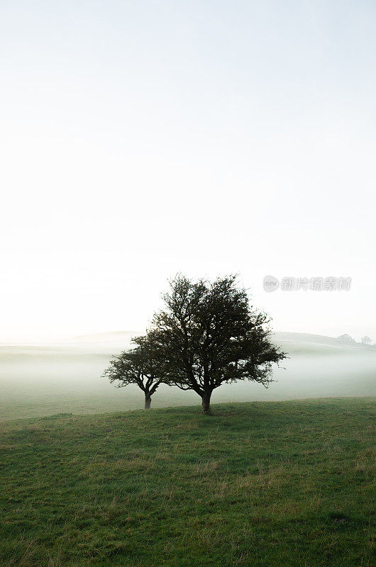 雾蒙蒙的草地上的山楂树——英国湖区