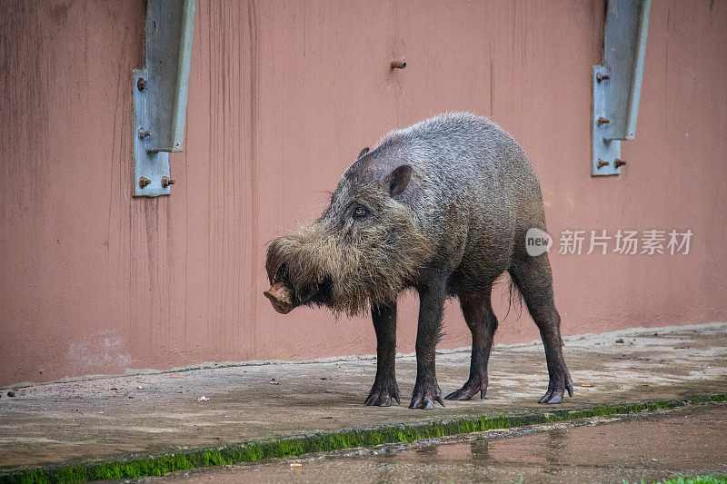 马来西亚:婆罗洲鬃猪
