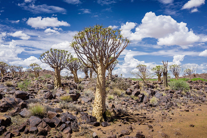 纳米比亚沙漠的箭袋树森林