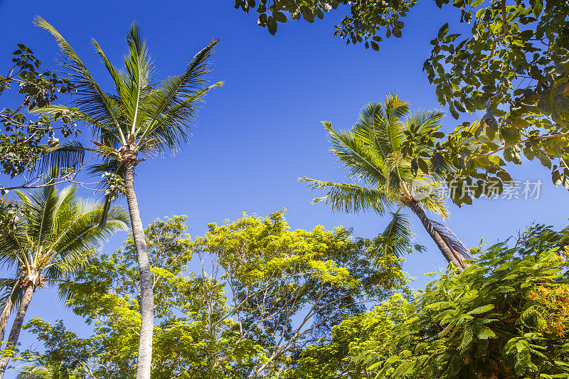 放松的热带天堂，棕榈树树荫下-巴伊亚，巴西东北部