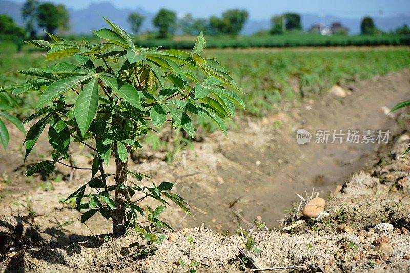 木薯领域