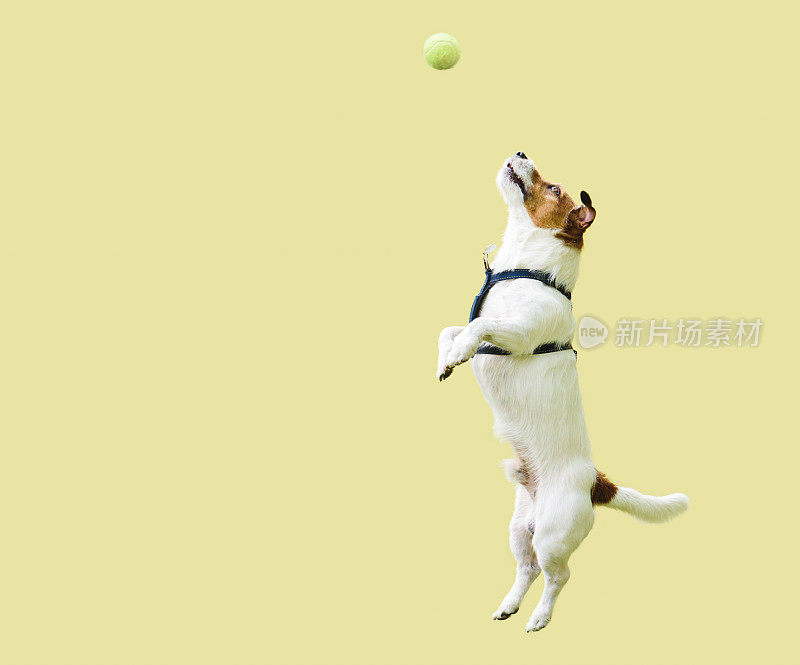 杰克罗素梗狗跳起来，直接对着黄色的墙去接网球
