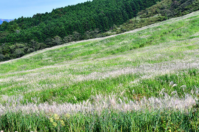 日本箱根仙谷原的潘帕斯草甸