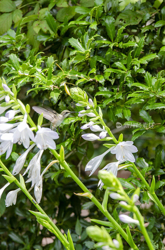 从热带植物中获取花蜜的蜂鸟