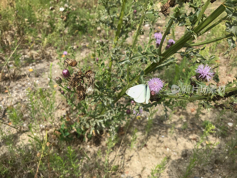 蜜蜂草地