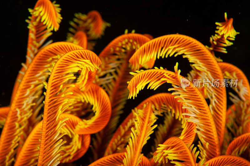 热带水族馆，热带水域海葵大近距离触须