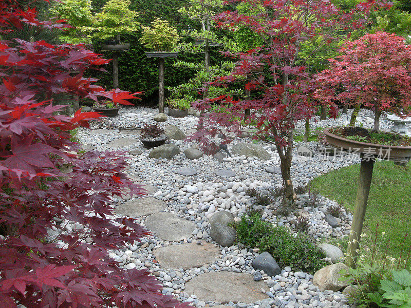 日本元素花园中的踏脚石路径图像，花岗岩灯笼，竹子，鹅卵石，盆景和日本枫树(槭树)