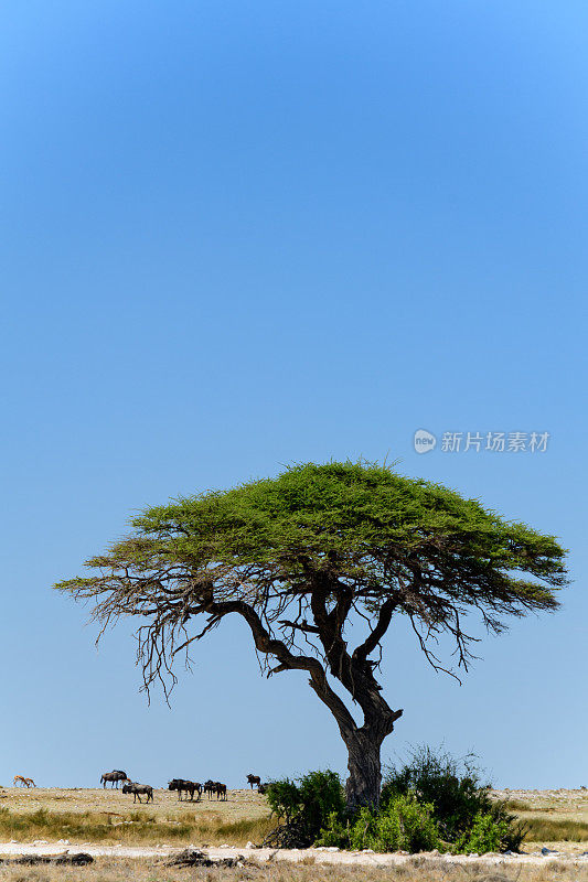 骆驼树和角马埃托沙国家公园