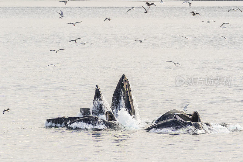 座头鲸在查塔姆海峡觅食
