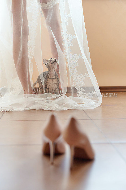 新娘和猫。猫坐在透明的面纱新娘和透过它看。