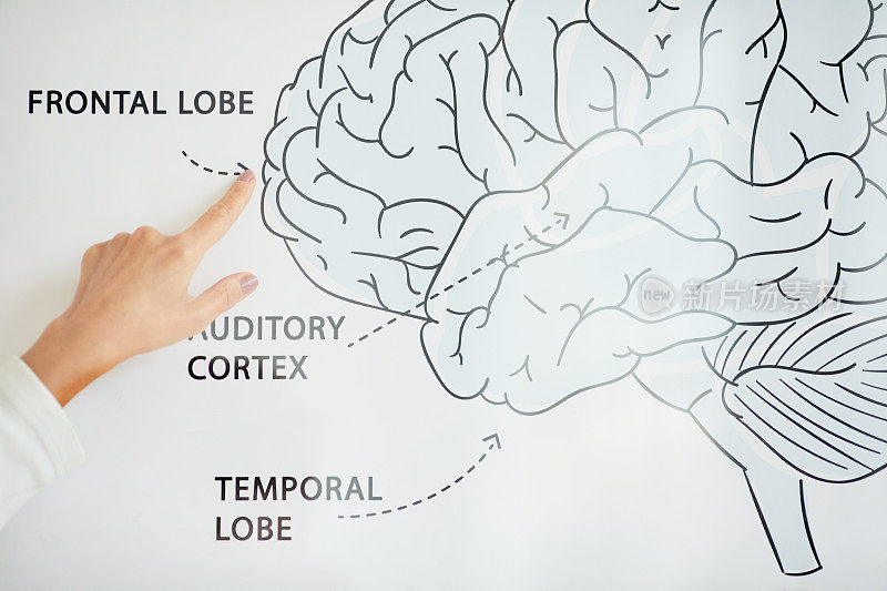 特写的医学科学家研究人类大脑和指向额叶的方案