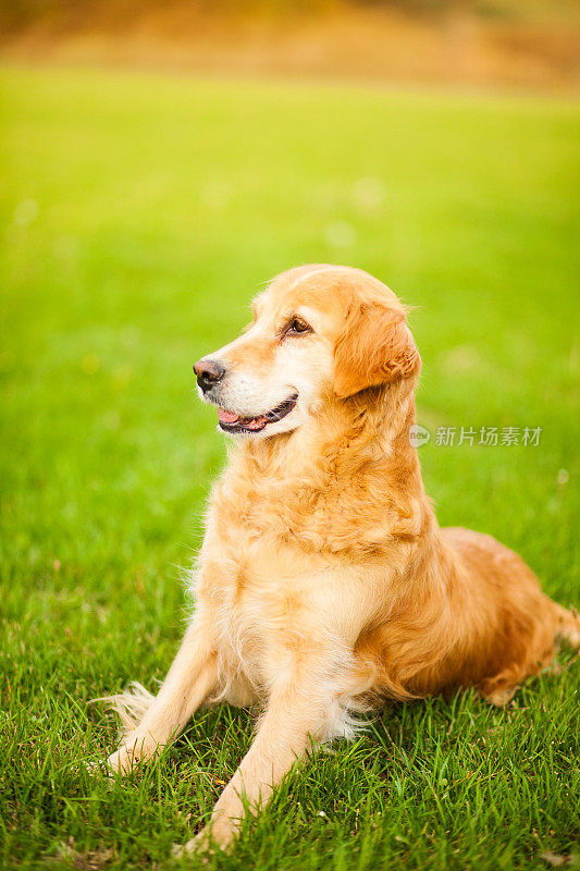 美丽的金毛猎犬坐在田野里