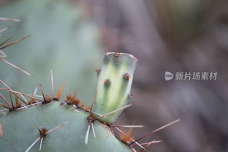 沙漠仙人掌开花