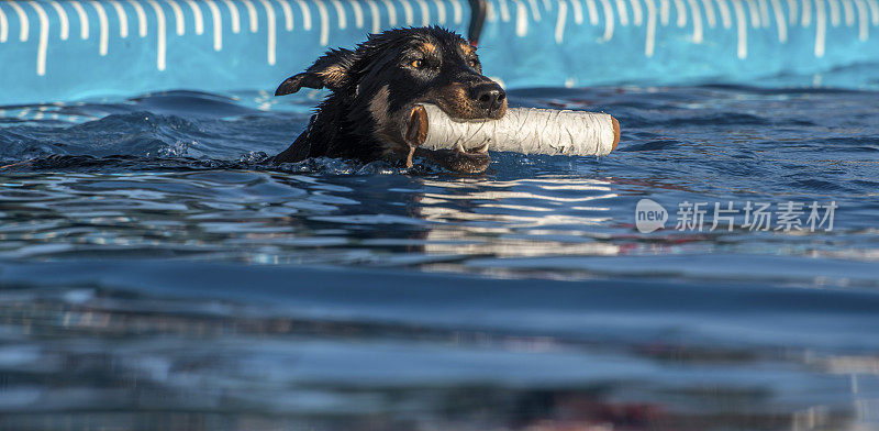 狗游泳，嘴里衔着“取料”滚筒。