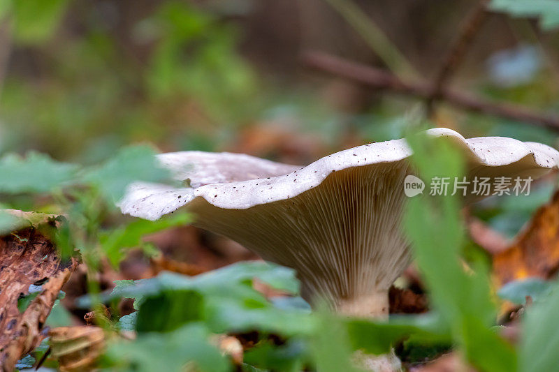 大漏斗蘑菇在绿叶之间的地面上。