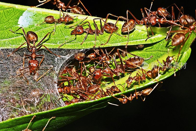 蚂蚁在巢里。
