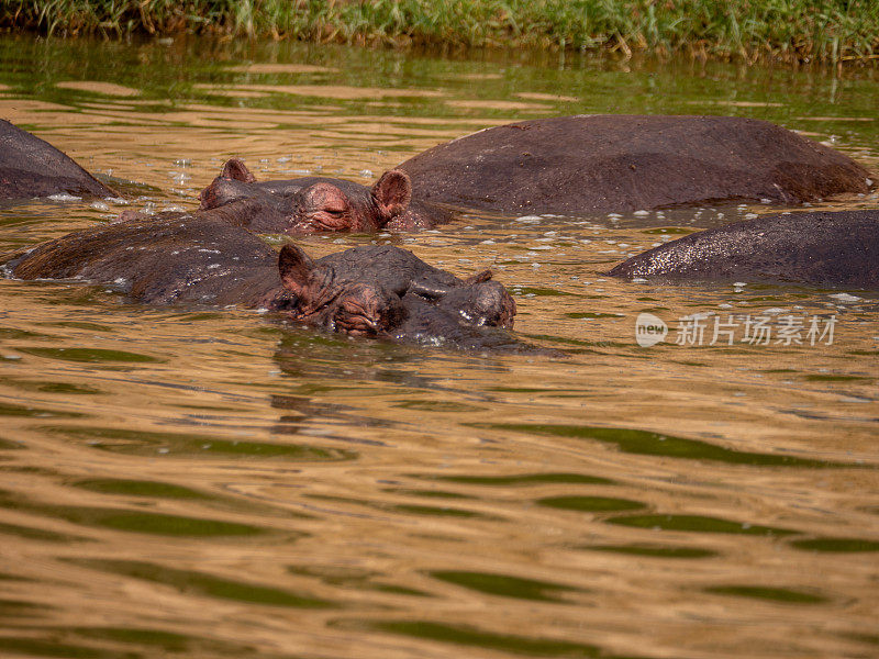 乌干达伊丽莎白女王国家公园的河马