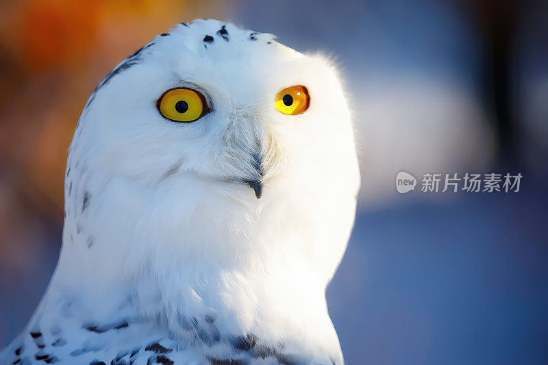 雪鸮(图片说明)