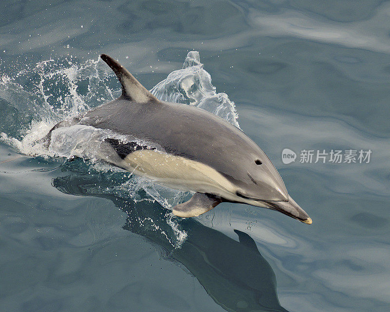 一只普通的海豚跃过海浪