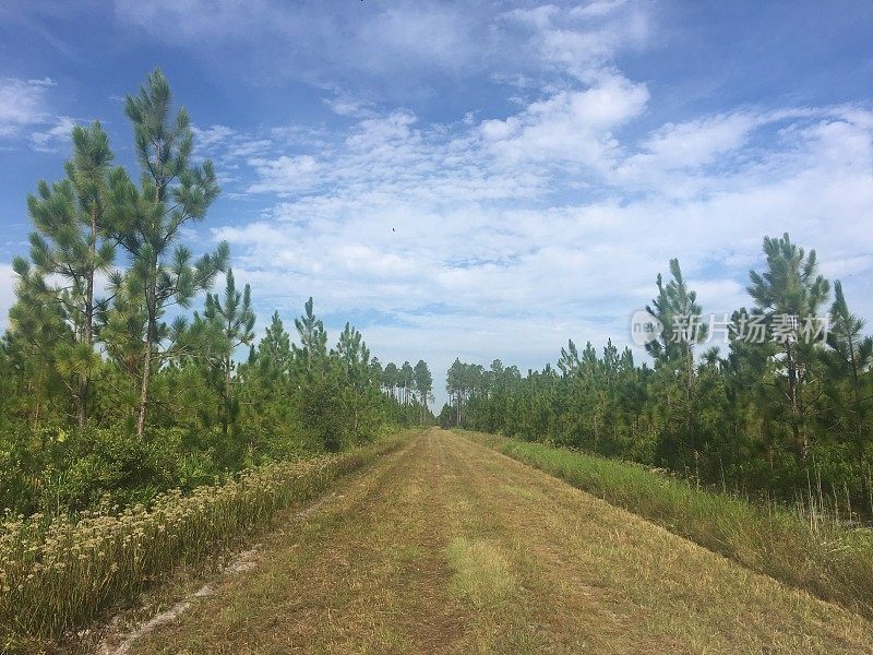 松树林中笔直的泥土路，蓝天中点缀着片片白云，沼泽中点缀着湿地鲜花