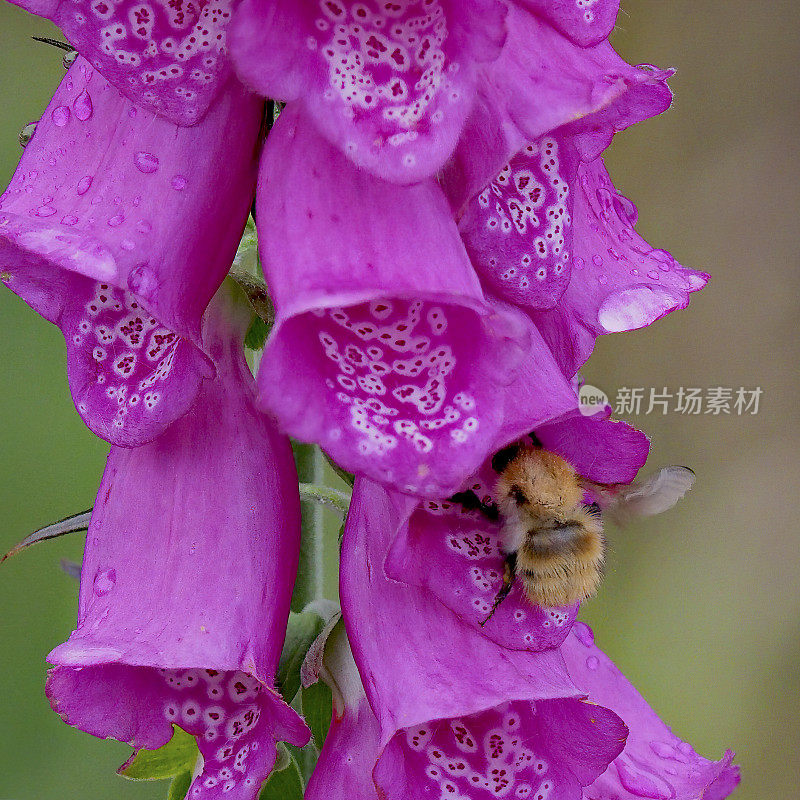 一只普通的卡德蜂拜访紫色的毛地黄花朵