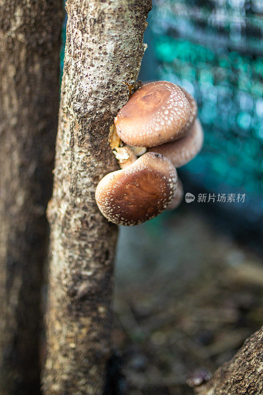 新鲜有机香菇生长